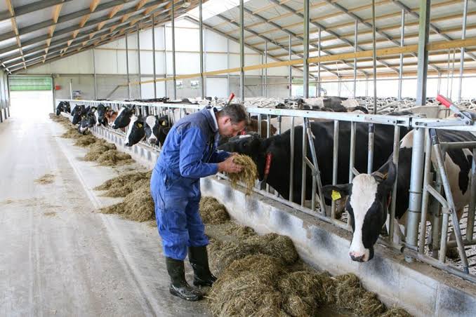 Dairy Farm Jobs in USA with Visa Sponsorship